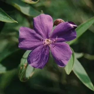 thumbnail for publication: Tibouchina granulosa Purple Glory Tree